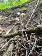 Pyrola aphylla