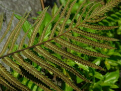 Strophocaulon unitum