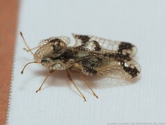 Corythucha juglandis