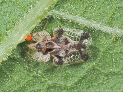 Corythucha juglandis