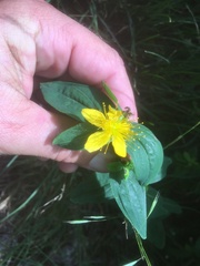 Hypericum graveolens