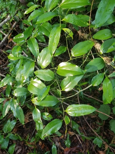 Smilax maritima image