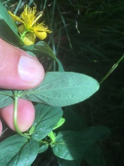 Hypericum graveolens