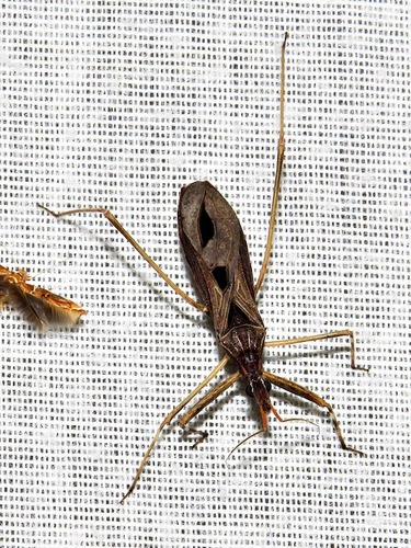 Genus Baebius · iNaturalist