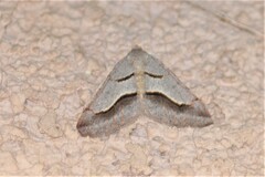 Digrammia subminiata