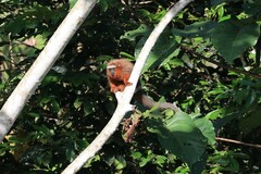 Plecturocebus discolor