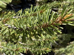 Pinus balfouriana