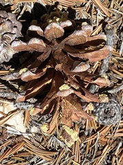 Pinus balfouriana