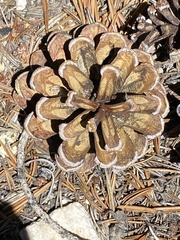 Pinus balfouriana