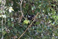 Pithecia aequatorialis