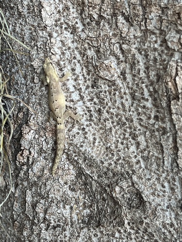 Lepidodactylus lugubris observed 2022-07-29