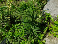 Strophocaulon unitum