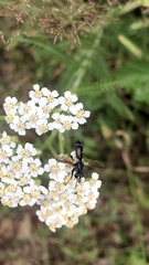 Cylindromyia interrupta