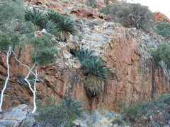 Macrozamia macdonnellii