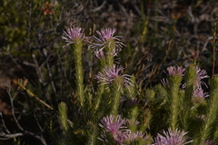 Isopogon adenanthoides