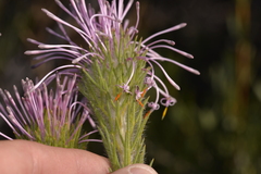 Isopogon adenanthoides
