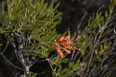 Lambertia multiflora multiflora