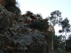 Macrozamia macdonnellii