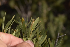 Lambertia multiflora multiflora