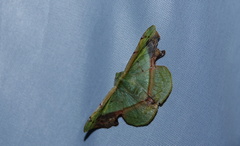 Fascellina