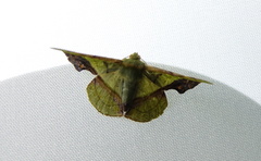 Fascellina