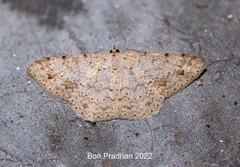 Luxiaria tephrosaria