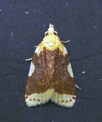 Cenopis niveana