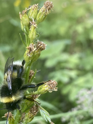 Cryptic Bumble Bee photo 5