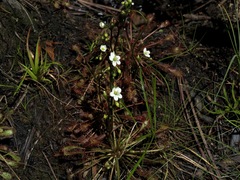 Drosera intermedia