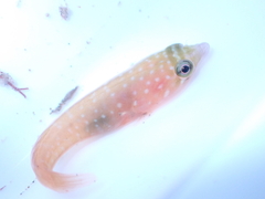 Trnski's Clingfish photo 4