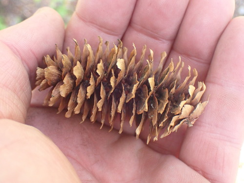 Engelmann spruce (Picea engelmannii)