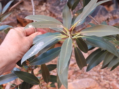 Ficus desertorum
