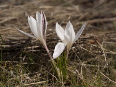 Crocus reticulatus