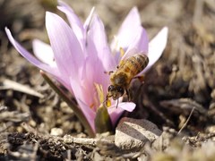 Colchicum bulbocodium