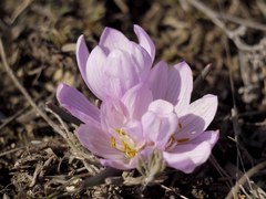 Colchicum bulbocodium