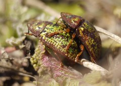 Cassida canaliculata