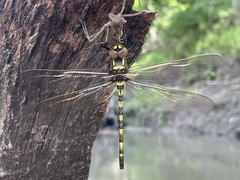 Macromia pacifica
