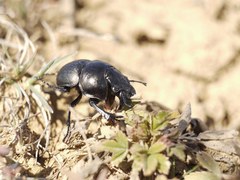 Lethrus apterus