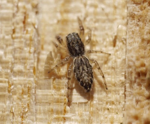 Pseudicius encarpatus