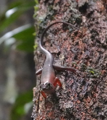 Sphenomorphus sabanus