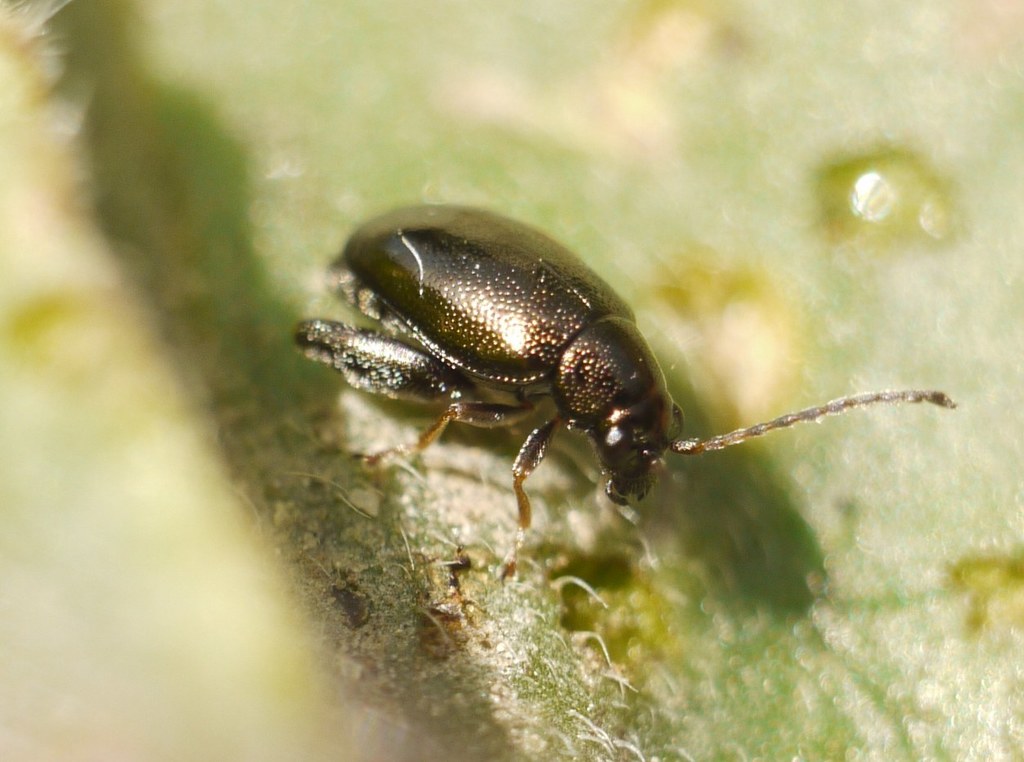 Longitarsus echii