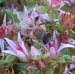 Apis mellifera
