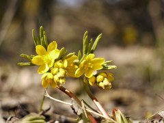 Gymnospermium odessanum