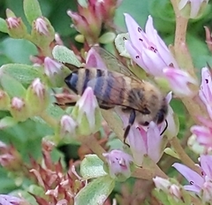 Apis mellifera