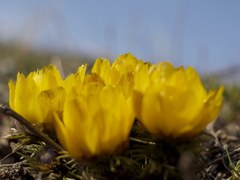 Adonis vernalis