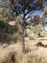 Hakea lorea lorea