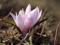 Colchicum bulbocodium