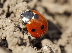 Coccinella septempunctata