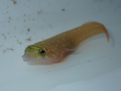 Trnski's Clingfish photo 5