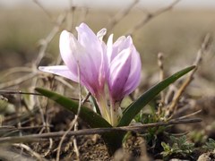 Colchicum bulbocodium